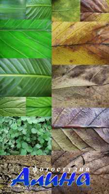 High Resolution Plant Textures