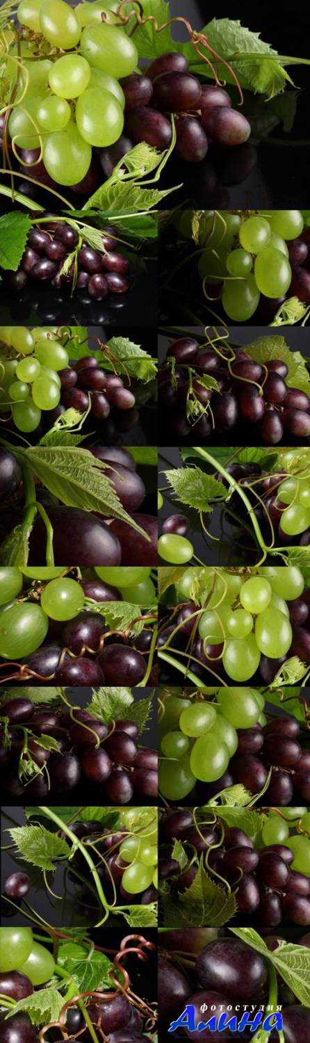 Blue and green grape branches Raster Graphics