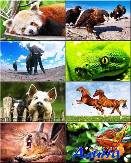 Fotolia - Животные