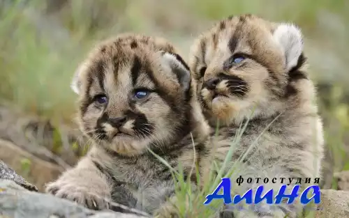 Corbis v.006 - Animals and Wildlife